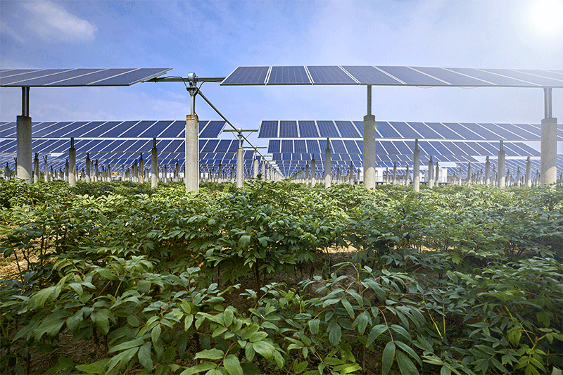 Agri-photovoltaic