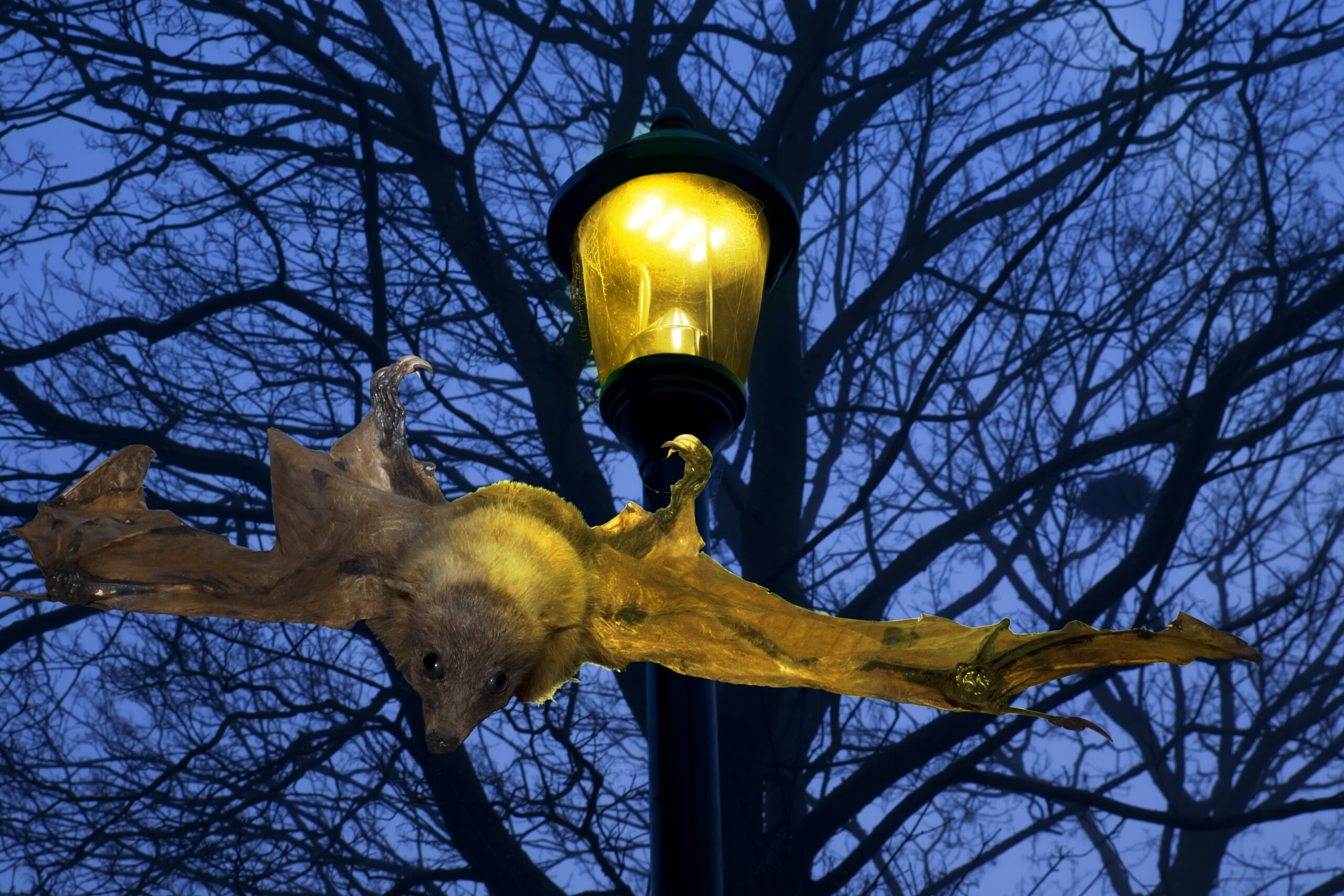 Learning more about the impact of public lighting on biodiversity